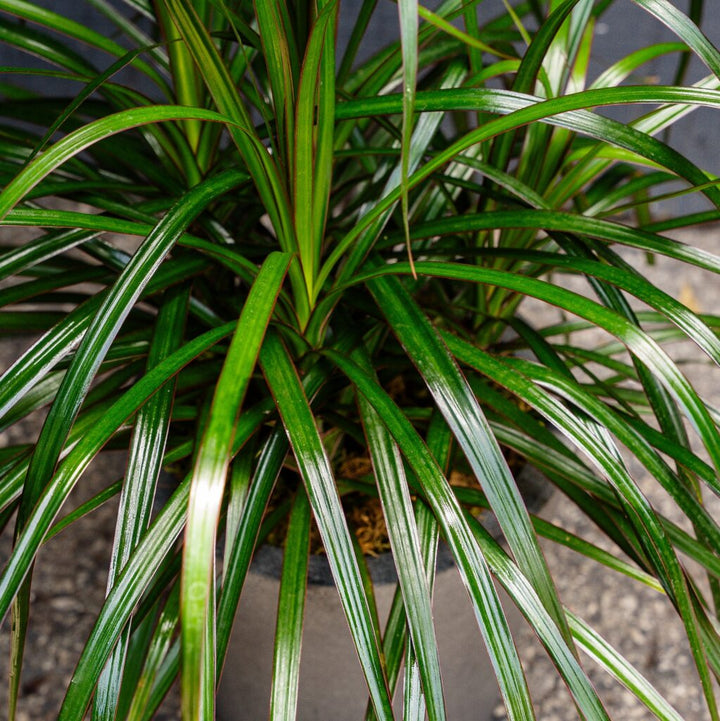 Dragon Plant (Dracaena marginata Tips)
