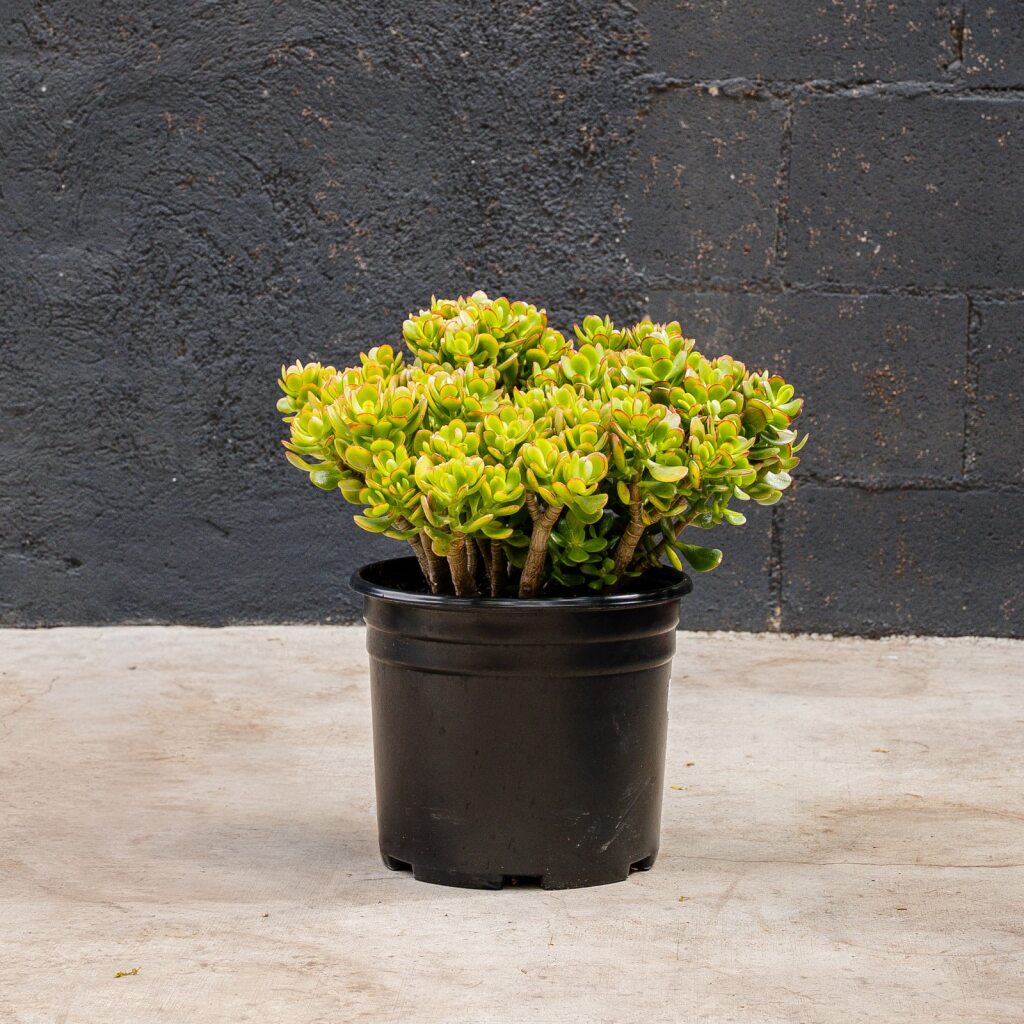 Crosby Jade (Crassula ovata Crosby’s Compacta)