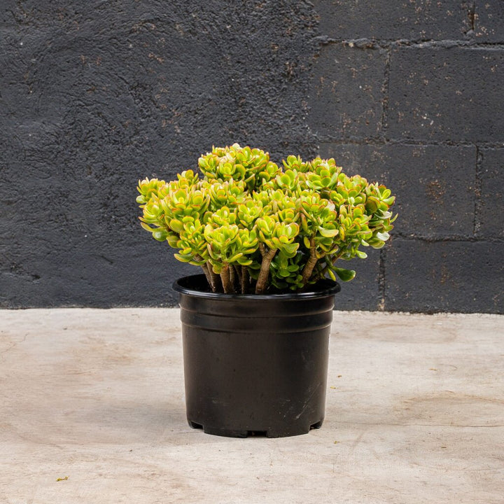 Crosby Jade (Crassula ovata Crosby’s Compacta)