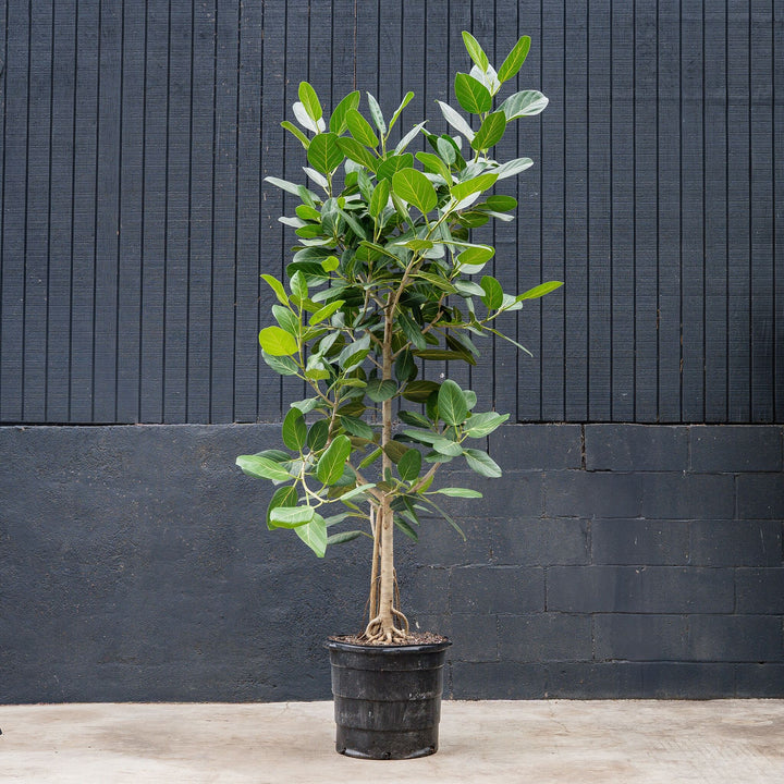 Ficus Audrey Standard (Ficus benghalensis)