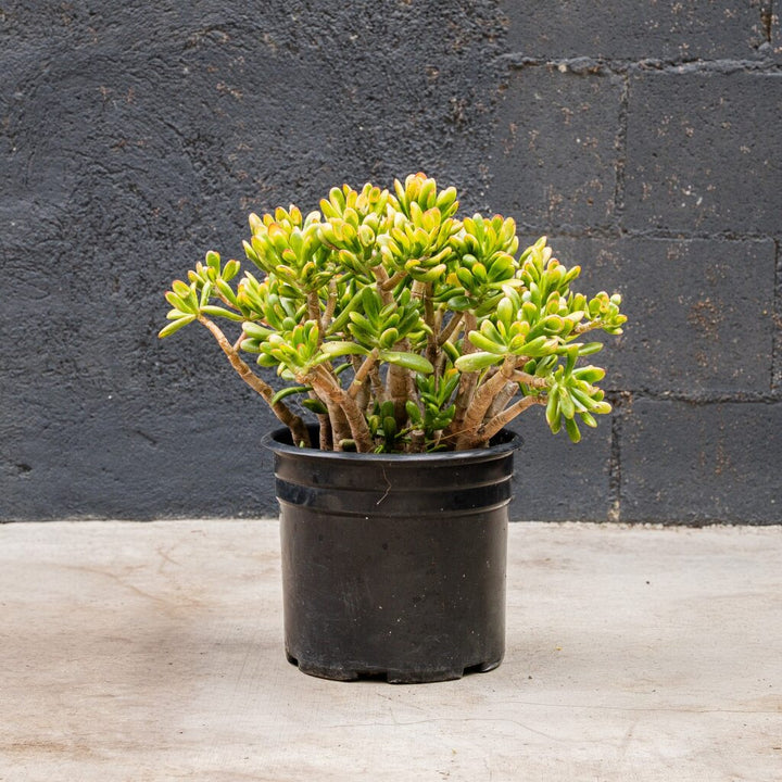 Sunset Hobbit Jade (Crassula ovata Sunset Hobbit)