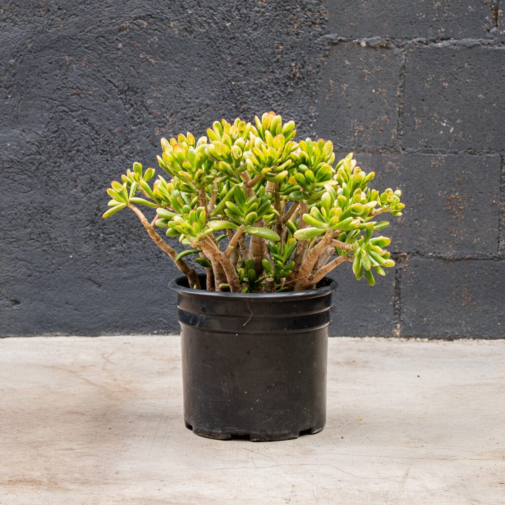 jade plant hobbit Crassula