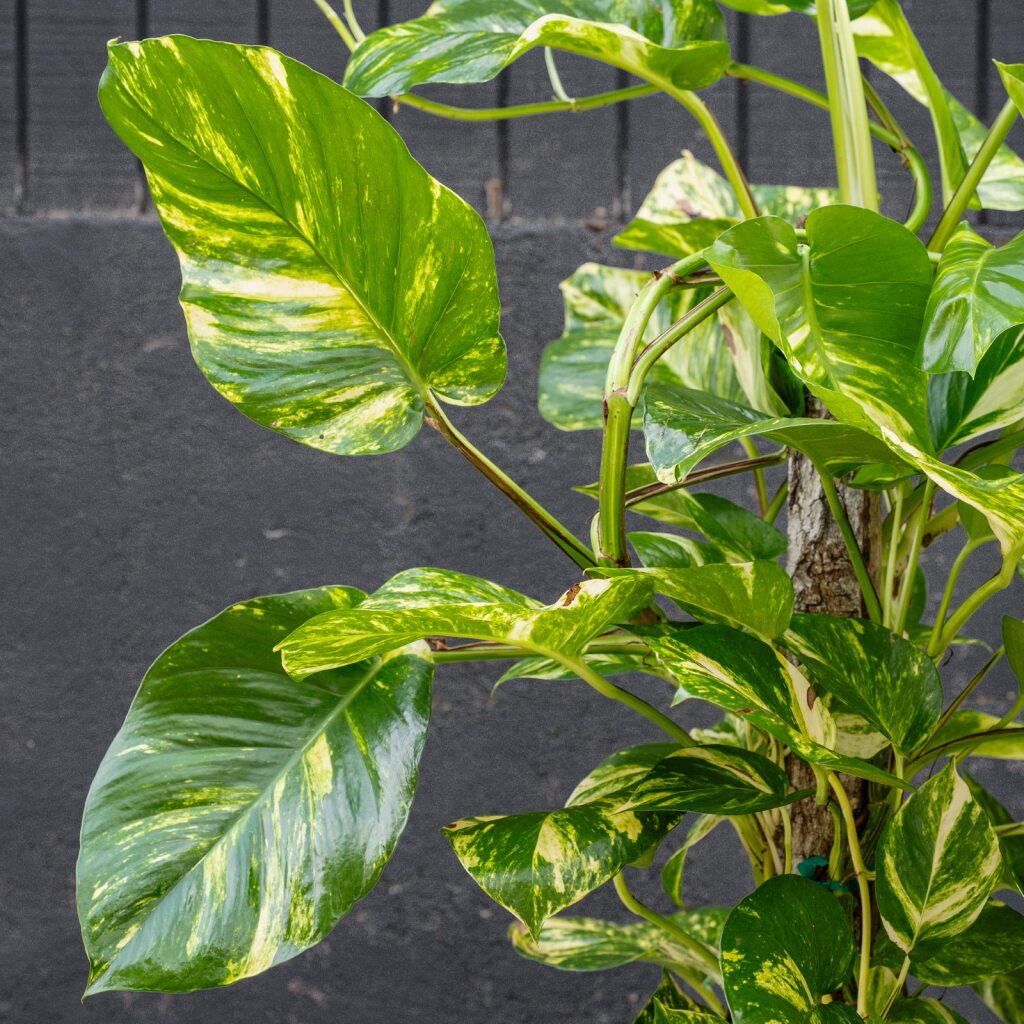 variegated golden pothos Pothos on Pole