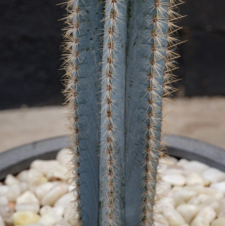 Blue Torch Cactus (Pilosocereus azureus)