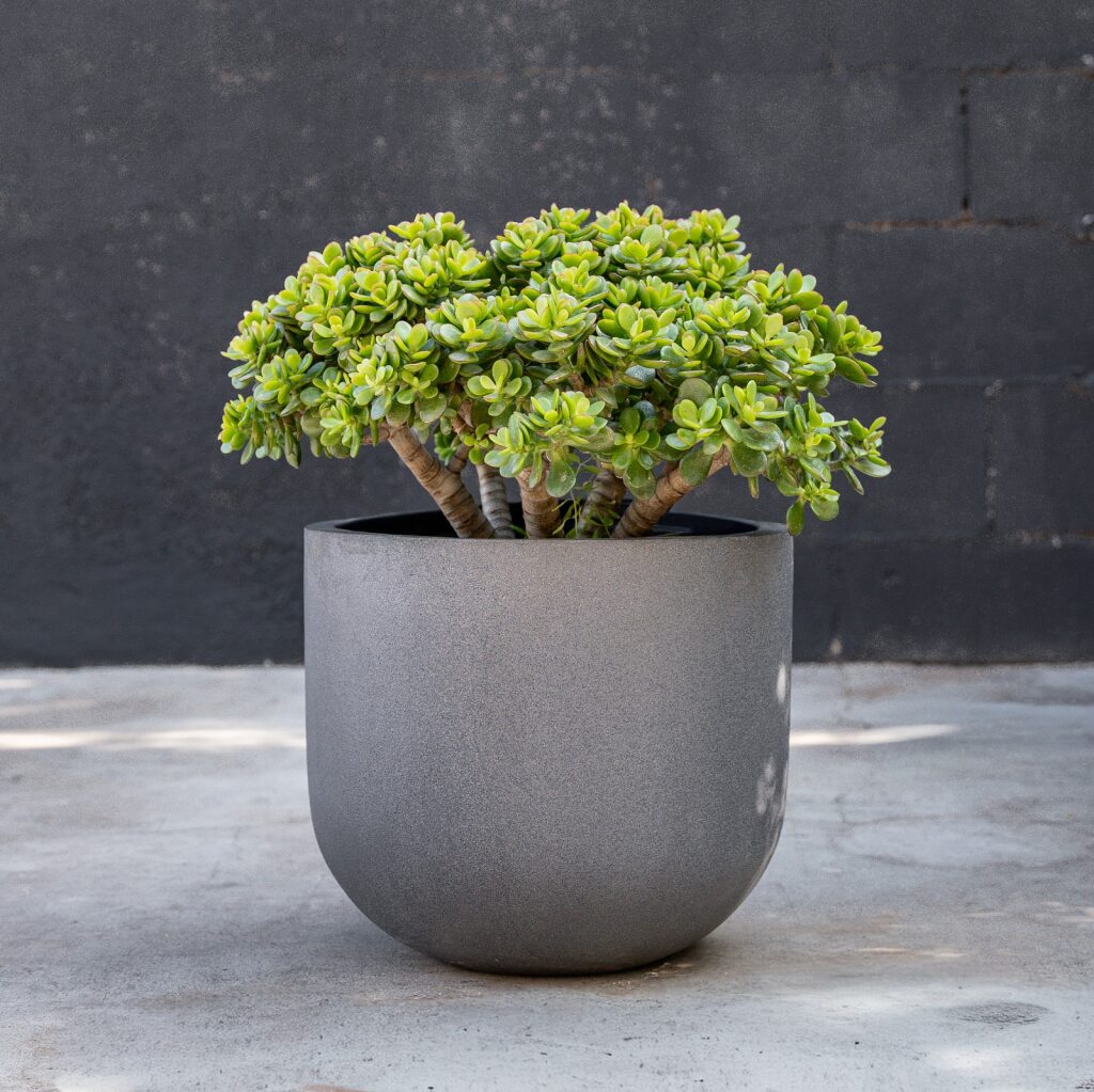 Crassula - Crosby Jade (Ovata Crosby’s Compacta)