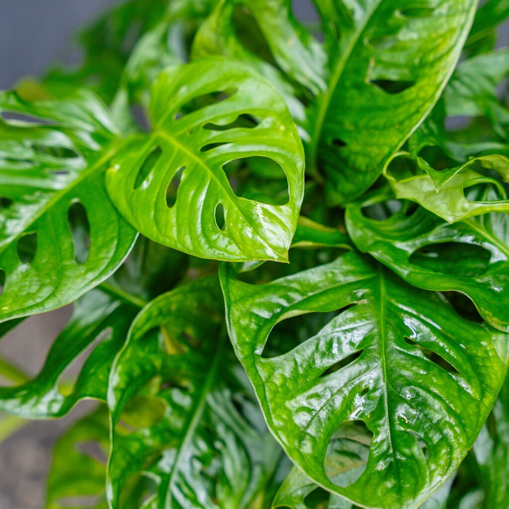 Swiss Cheese Plant (Monstera adansonii – Wide Form)