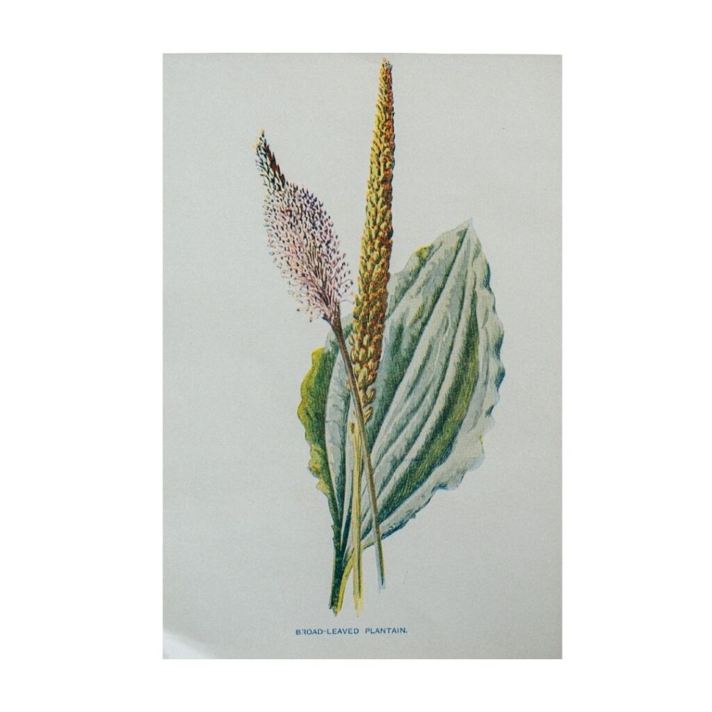 Vintage Botanical Illustration