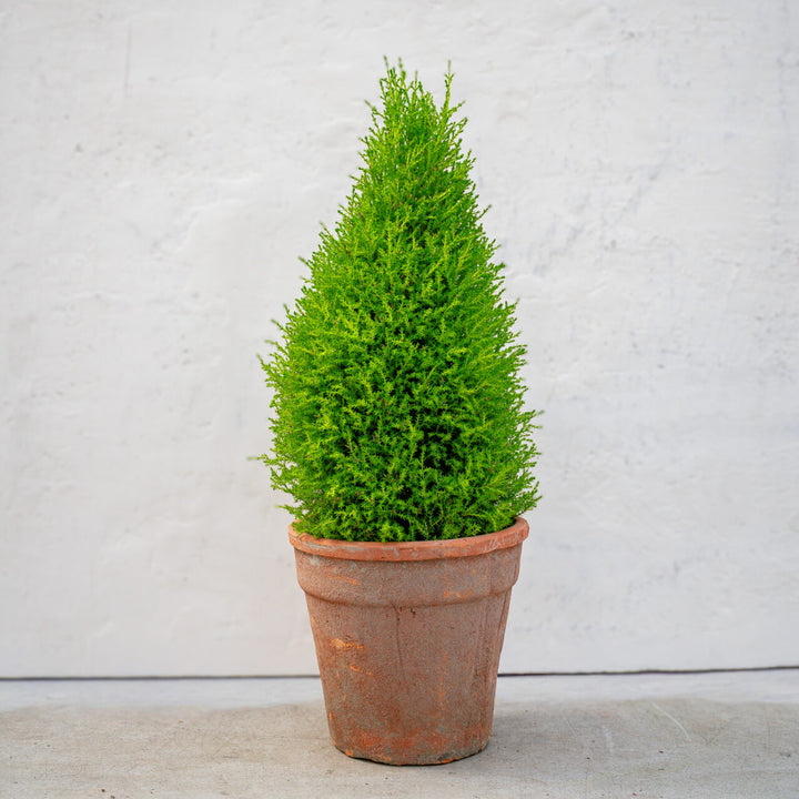 Lemon Cypress Topiary