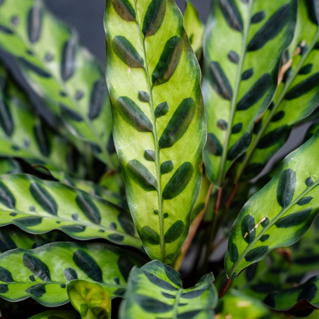 Calathea Rattlesnake Plant (Calathea lancifolia)