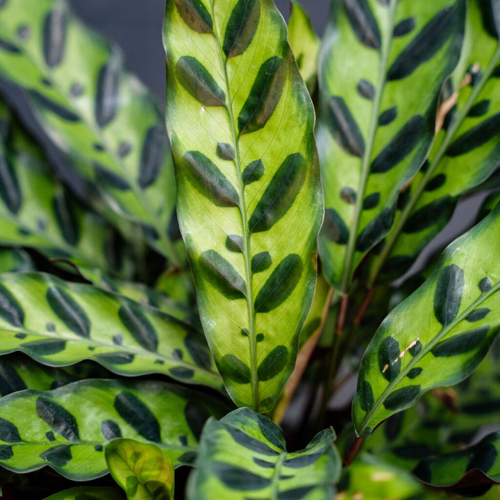 Calathea Rattlesnake Plant (Calathea lancifolia)