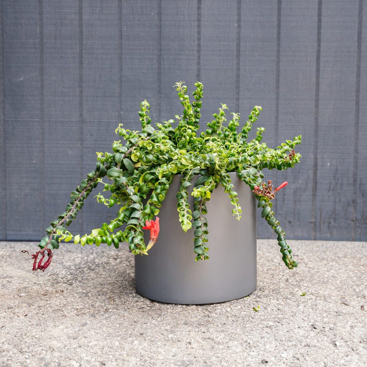 Lipstick Plant Curly (Aeschynanthus radicans ‘Curly’)