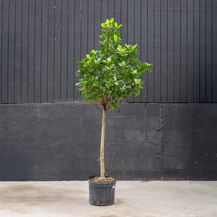 Ficus Moclame Tree (Ficus microcarpa)