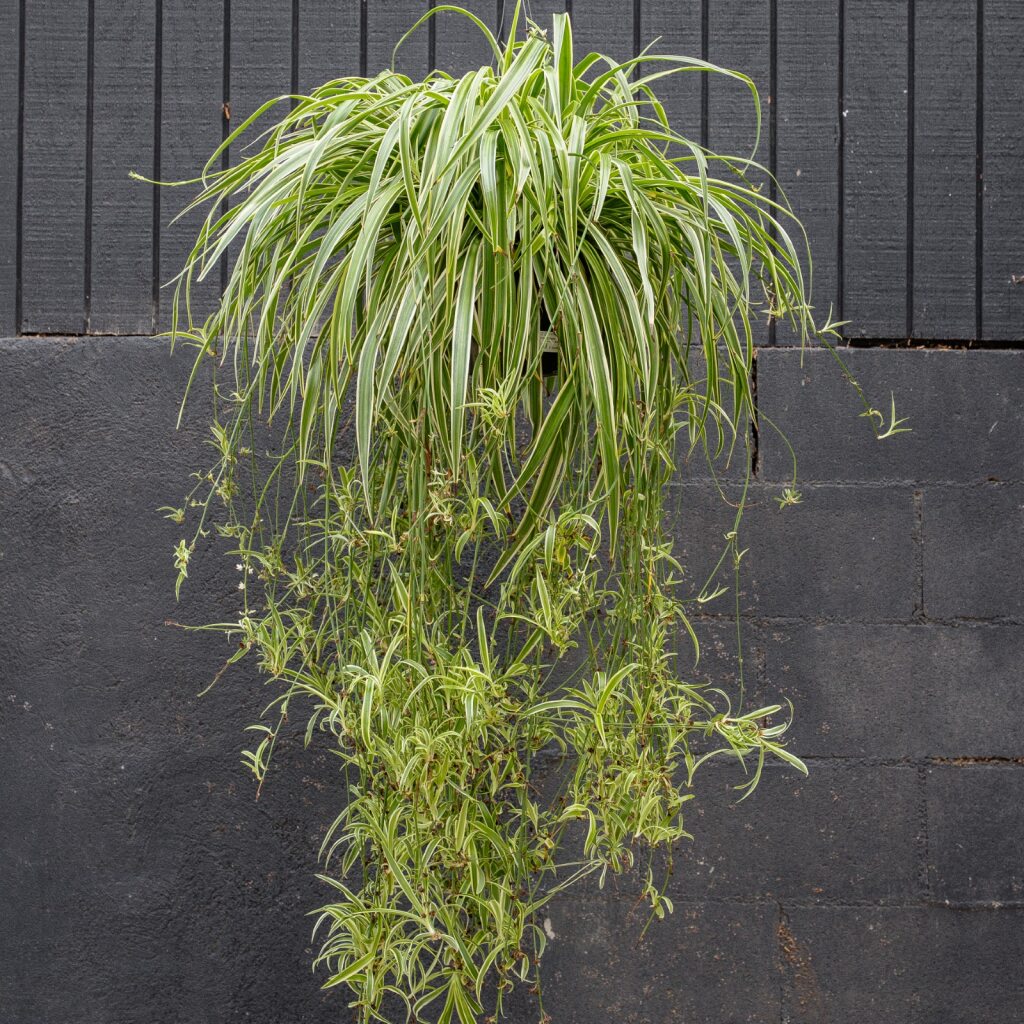 Spider Plant (Chlorophytum 'Reverse')