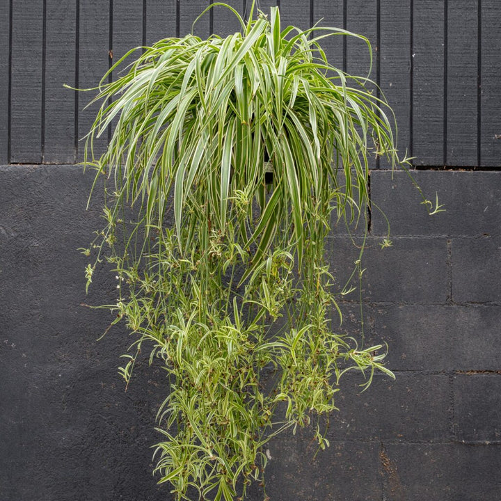 Spider Plant (Chlorophytum 'Reverse')