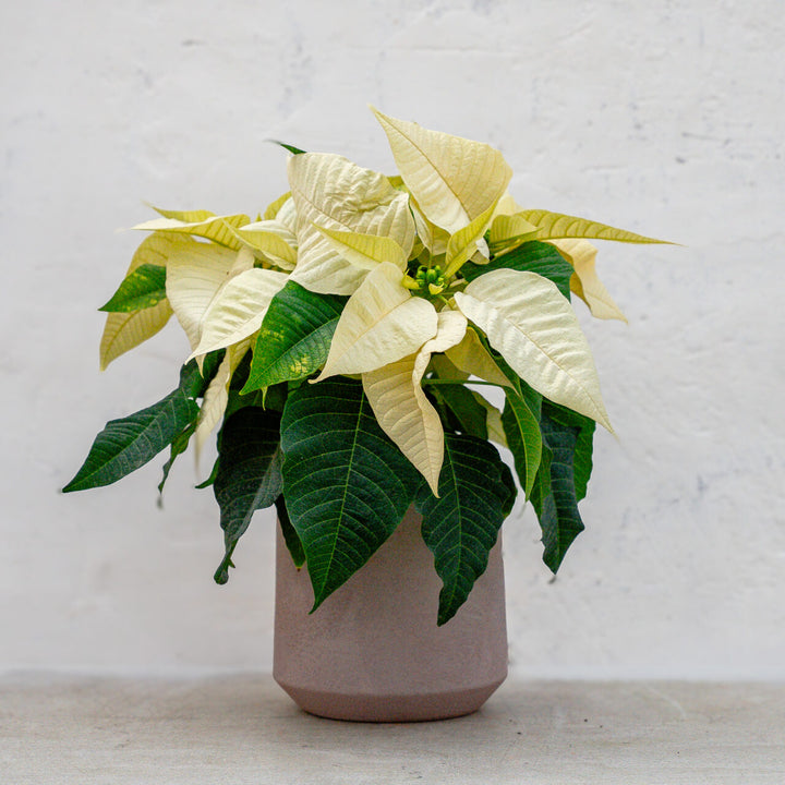 Poinsettia Classic White