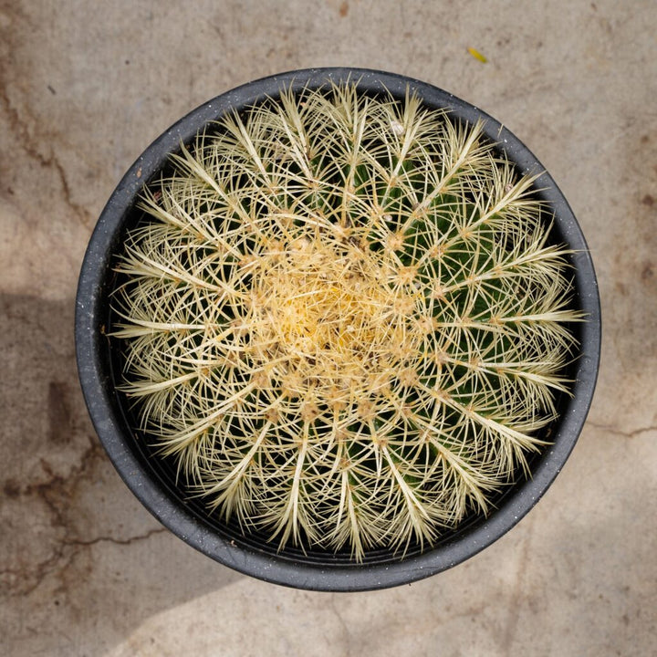 Golden Barrel Cactus (Echinocactus grusonii)