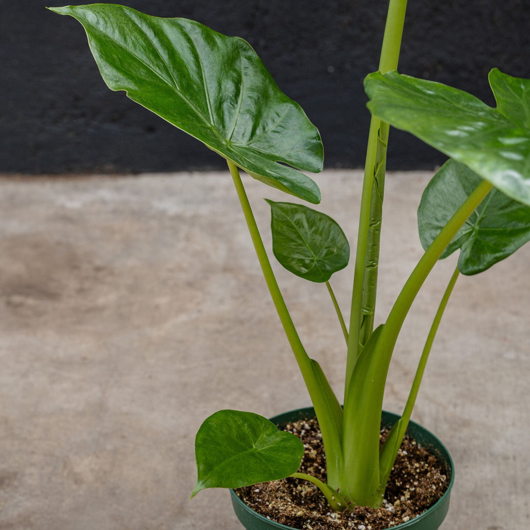elephant ear alocasia live plant in a 10 inch pot Alocasia Calidora (Elephant Ear) 12 in