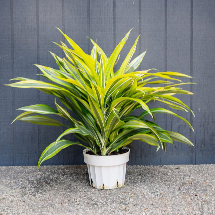 Dracaena Green Stripe (Dracaena Deremensis)