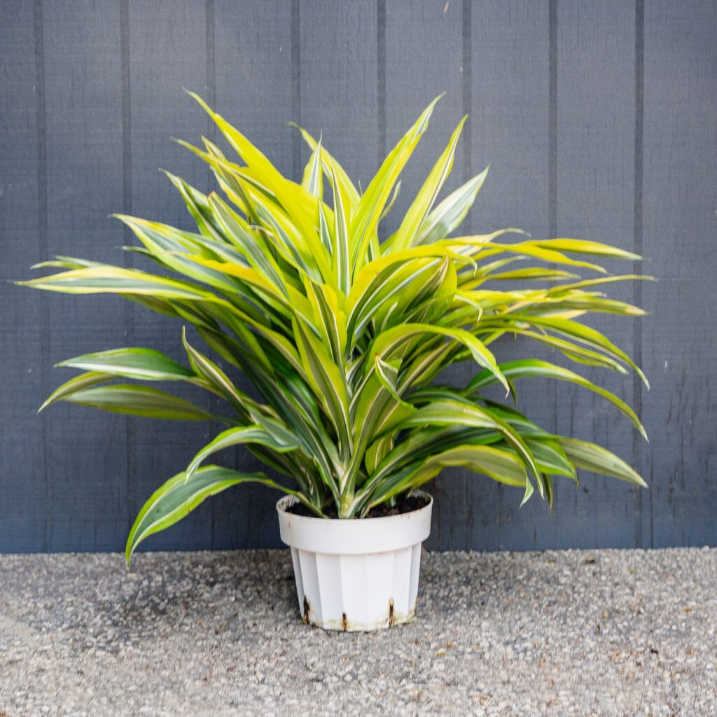 dracaena light green Dracaena Green Stripe (Dracaena Deremensis)