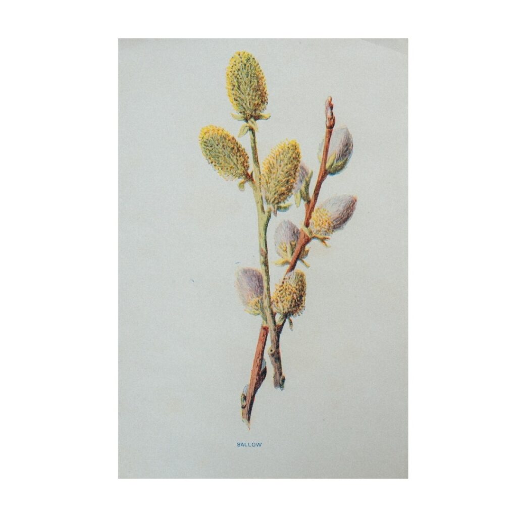 Vintage Botanical Illustration