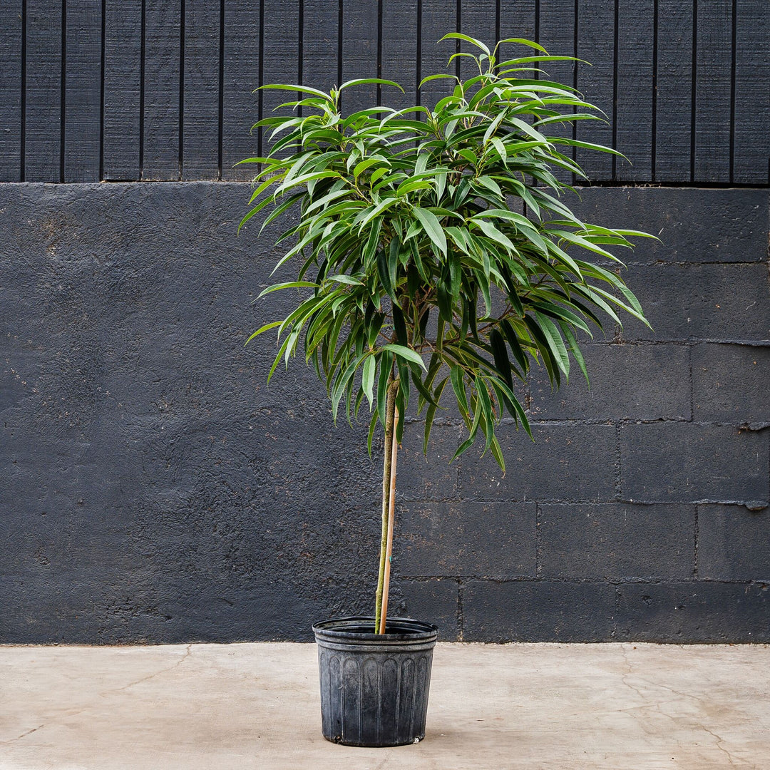 ficus alii indoor plant Ficus Alii Standard (Ficus maclellandii) – Rolling Greens