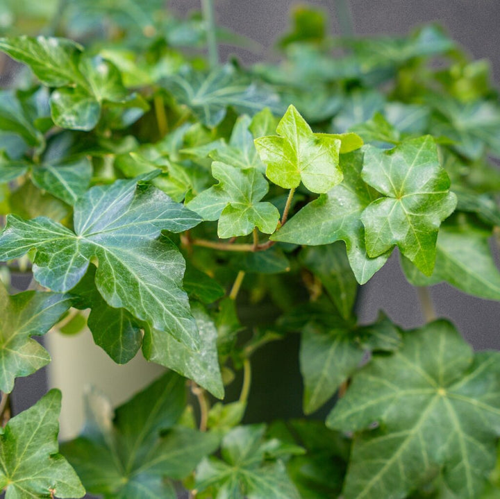 Ivy Hedera California (Hedera helix)