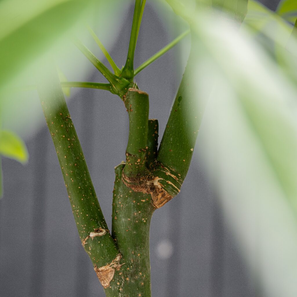 Money Tree Stump (Pachira aquatica)