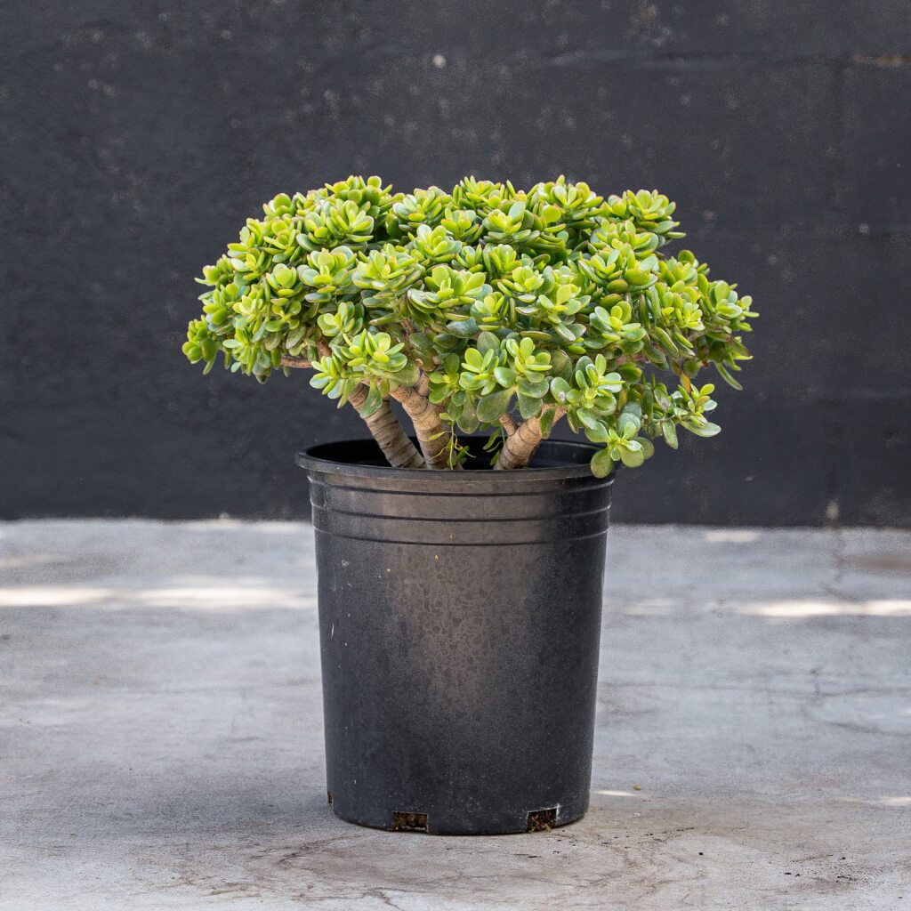 Crassula - Crosby Jade (Ovata Crosby’s Compacta)