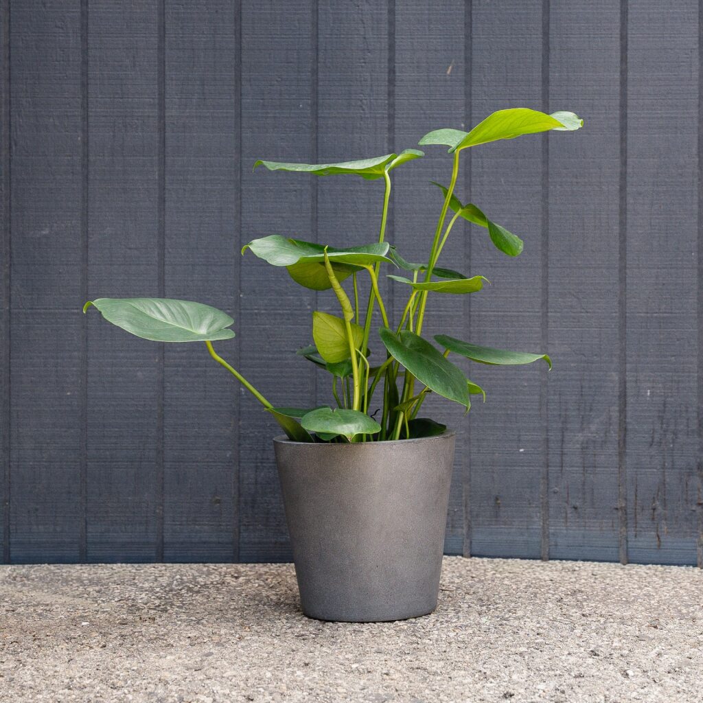Split Leaf Plant (Monstera Deliciosa)