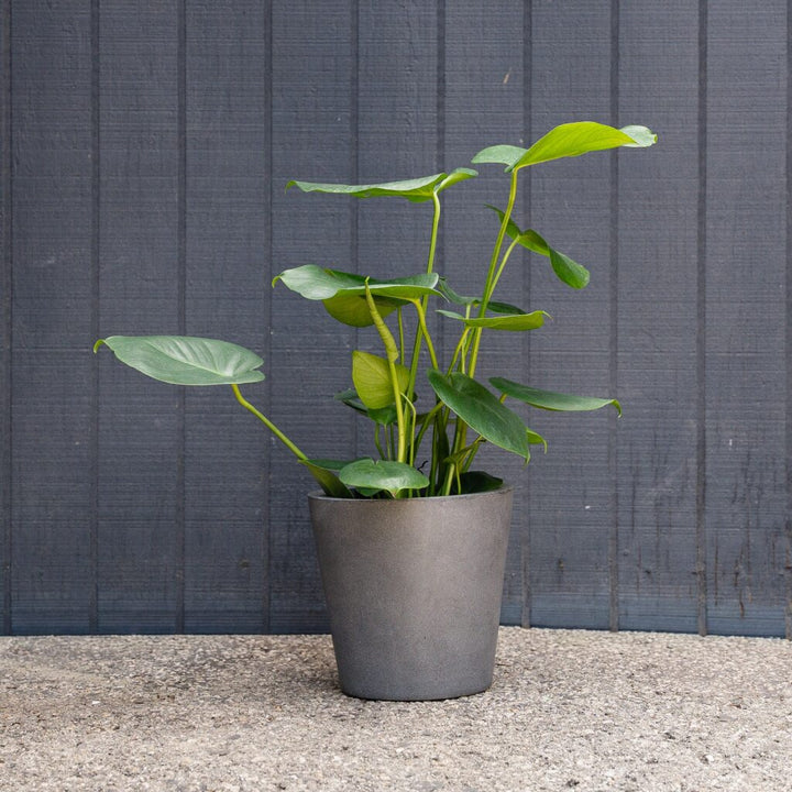 Split Leaf Plant (Monstera Deliciosa)