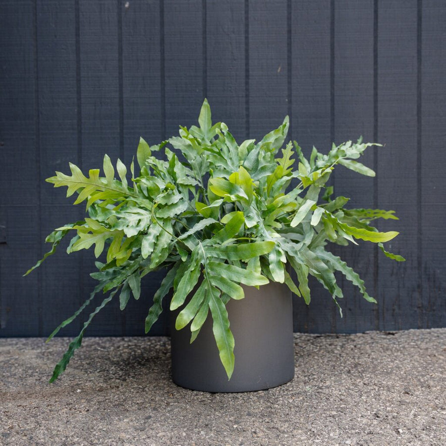 blue star fern candle Fern Blue Star (Phlebodium aureum)
