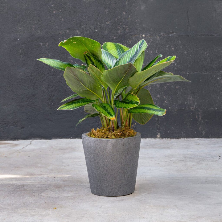 Calathea Beauty Star (Calathea ornata)
