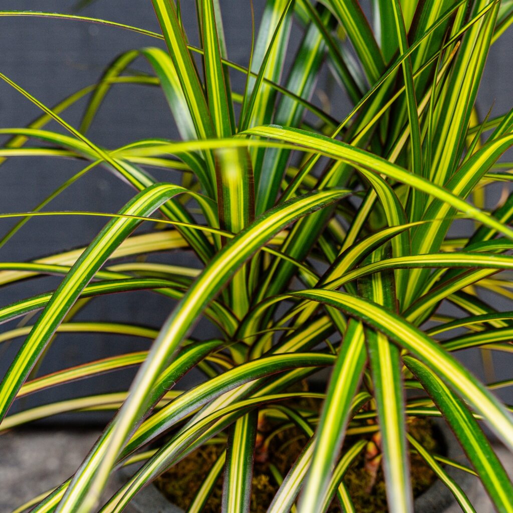 Sun Ray Dracaena (Dracaena marginata ‘Sun Ray’)