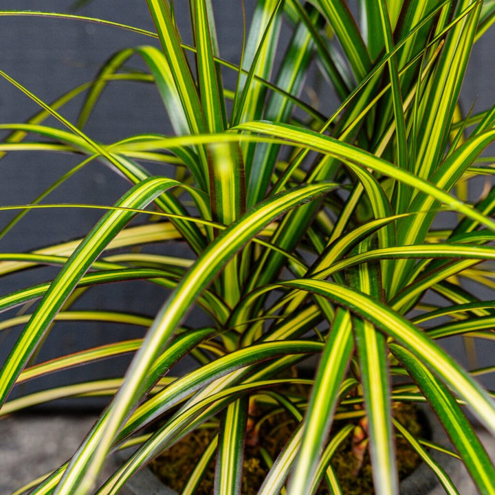Sun Ray Dracaena (Dracaena marginata ‘Sun Ray’)