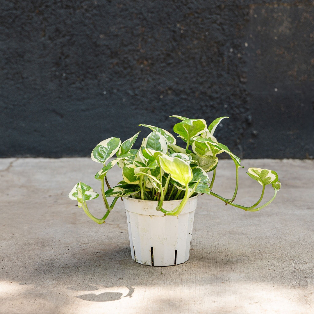n joy pothos plant Pothos