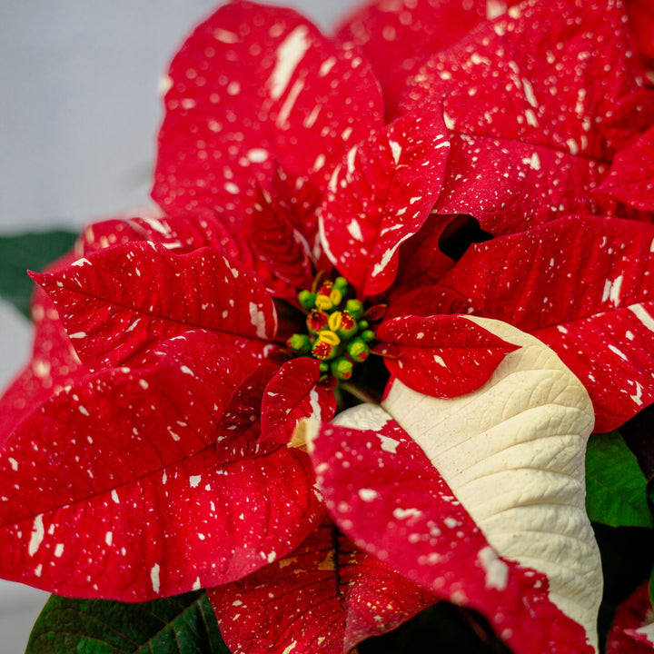 Poinsettia Superba New Glitter