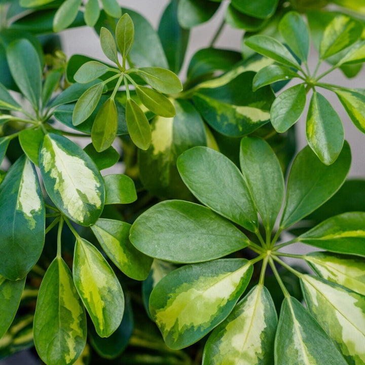 Schefflera Arboricola Variegated Bush