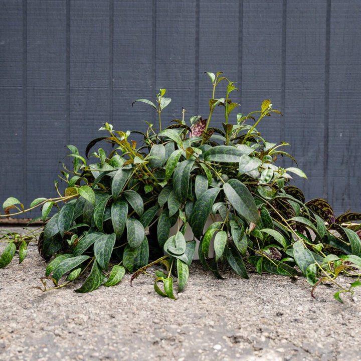 Black Pagoda Lipstick Plant (Aeschynanthus longicaulis)