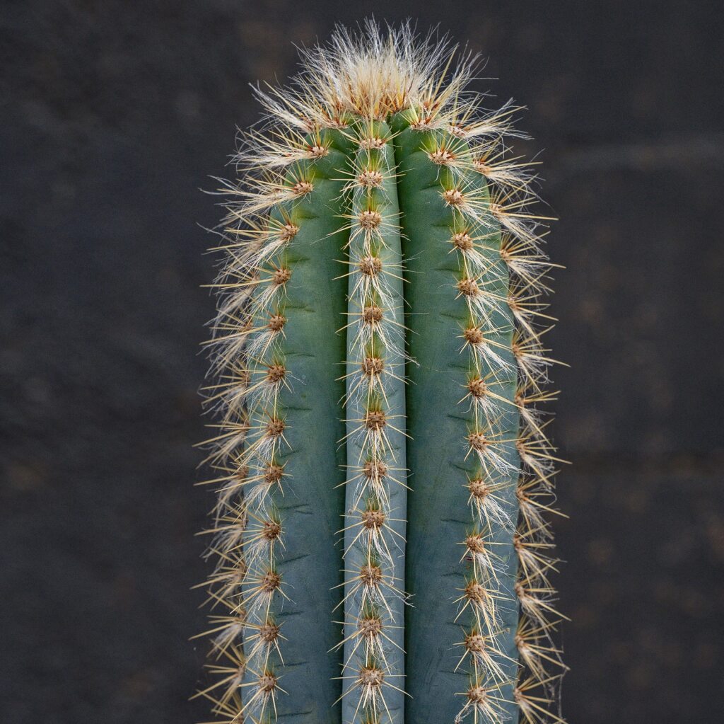 Blue Torch Cactus (Pilosocereus azureus)