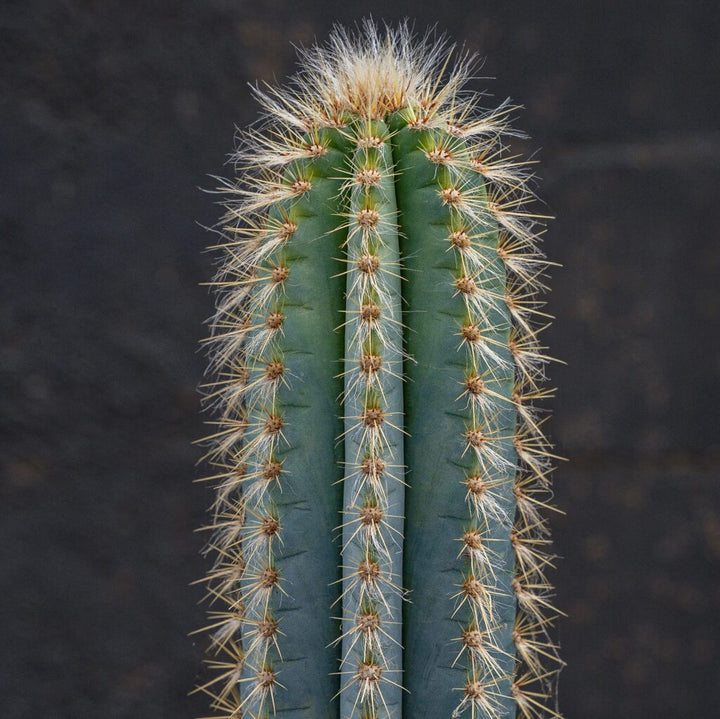 Blue Torch Cactus (Pilosocereus azureus)