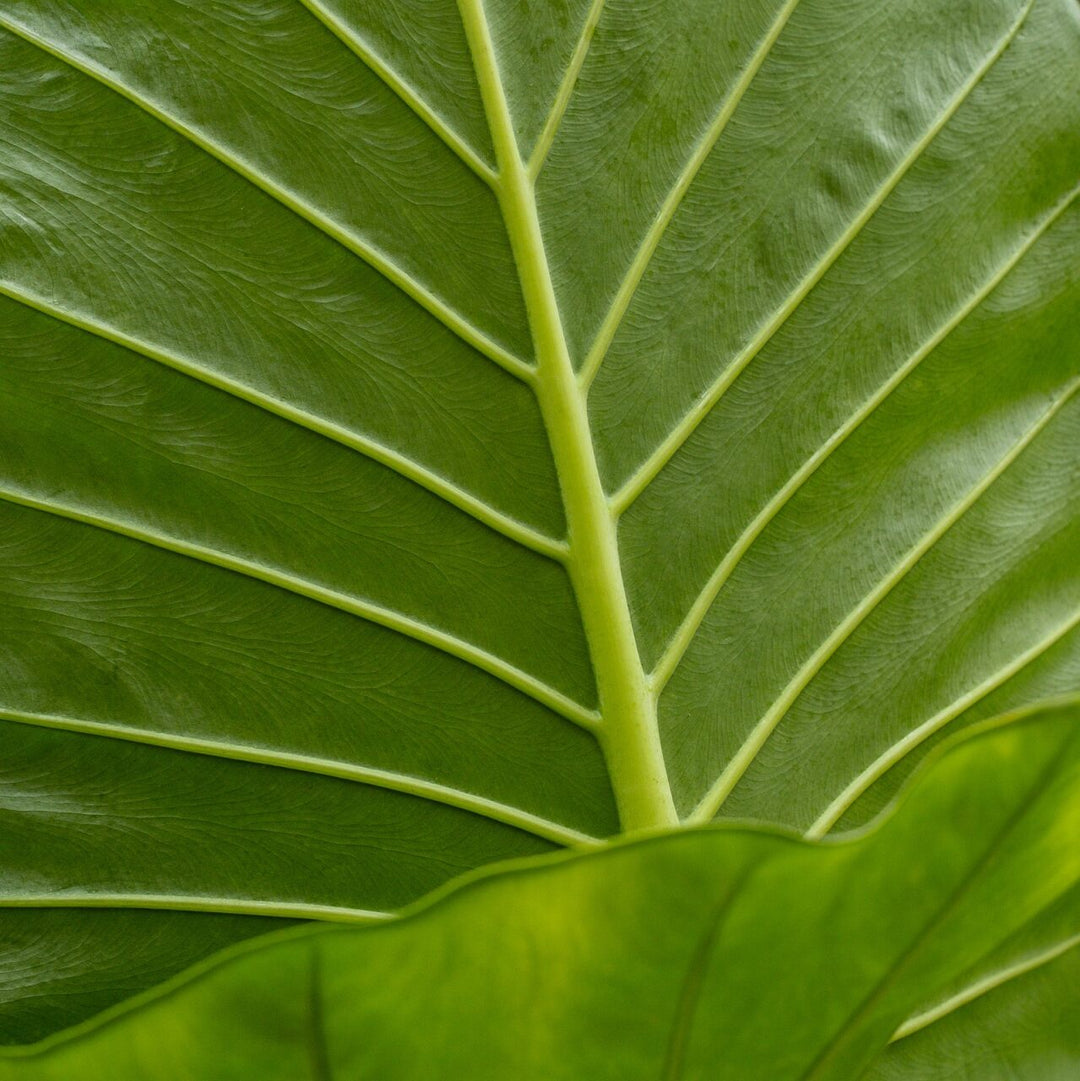 Elephant Ear (Alocasia Calidora)