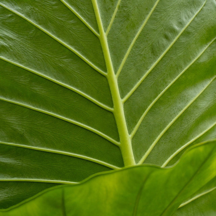 Elephant Ear (Alocasia Calidora)