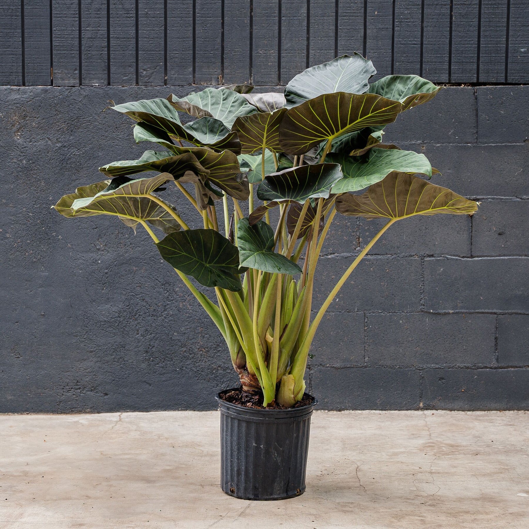 gold regale elephant ear plant Alocasia Regal Shields (Elephant Ear) 8 in