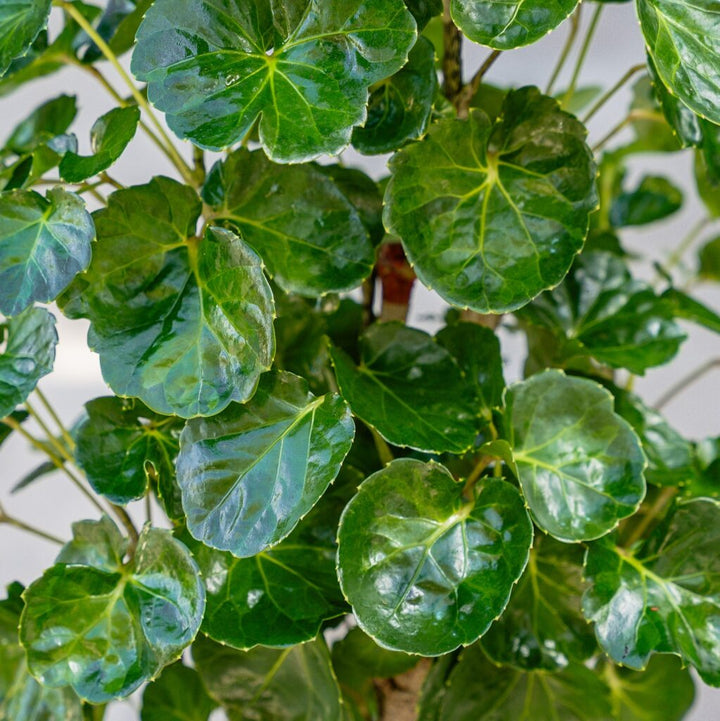 Aralia Balfour Stump (Polyscias balfouriana)