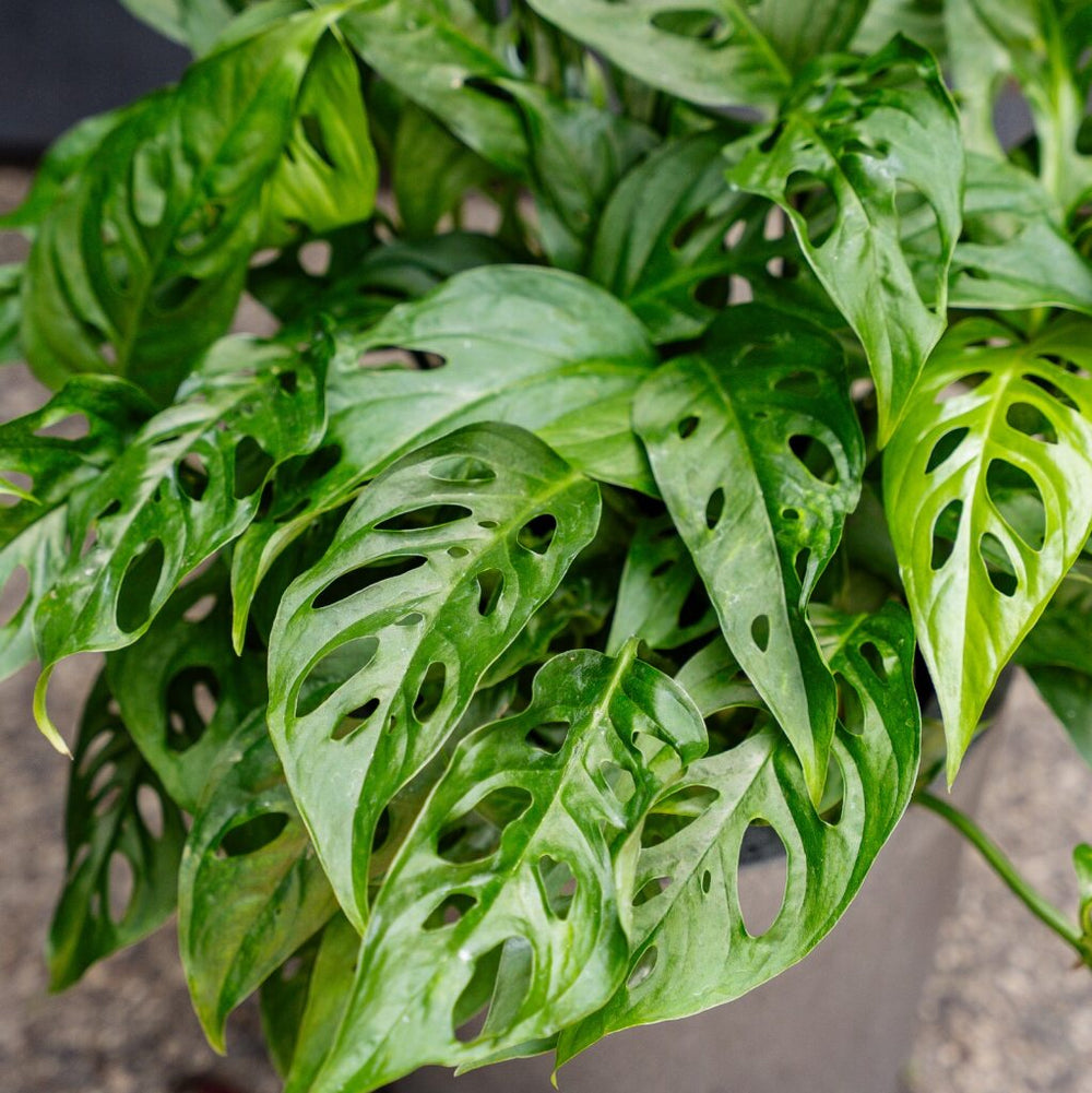 monstera adansonii narrow form vs wide form Monstera Adansonii – Swiss Cheese Plant (Narrow Form)