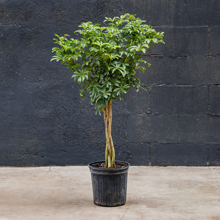 Schefflera Arboricola