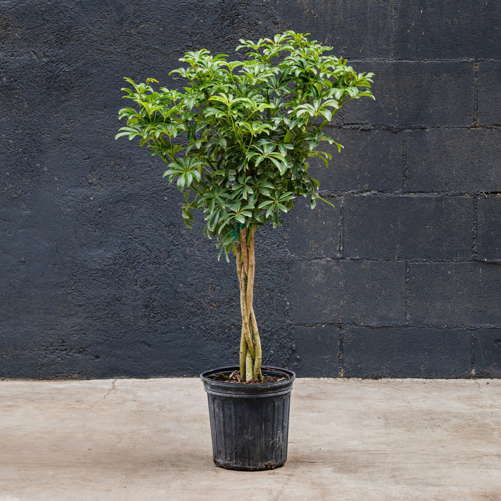 arboricola hawaiian schefflera Schefflera Arboricola – Rolling Greens
