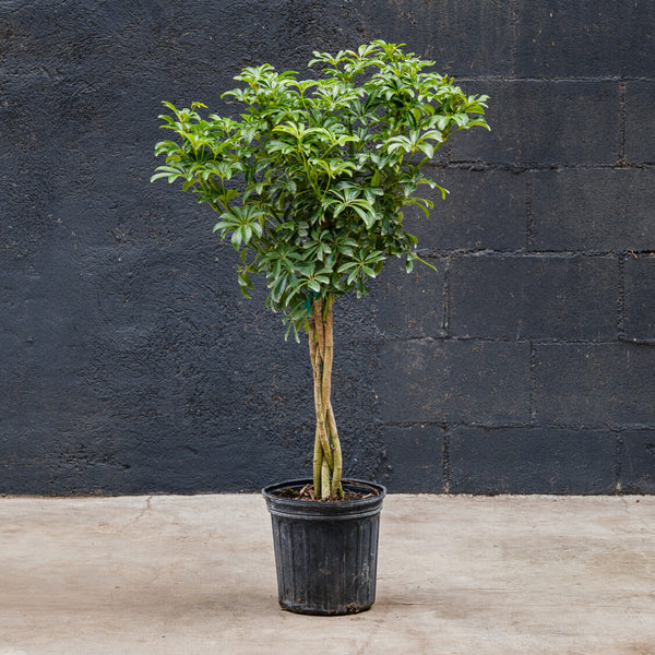 schefflera arboricola air purifier Schefflera Arboricola – Rolling Greens