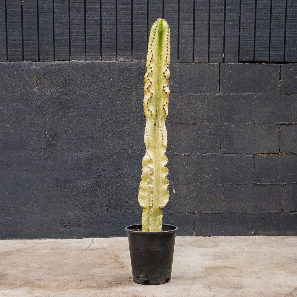 Euphorbia Ammak (Euphorbia ammak)