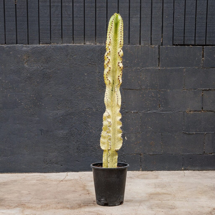 Euphorbia Ammak (Euphorbia ammak)
